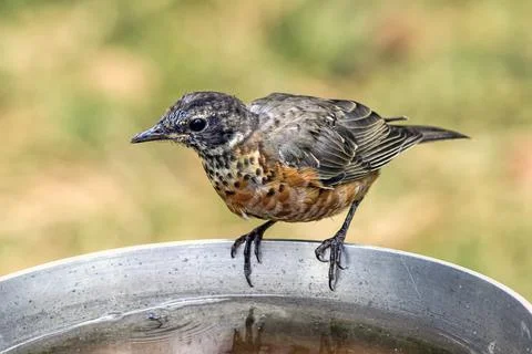 Juvenile robin at bird bath. Stock Photos