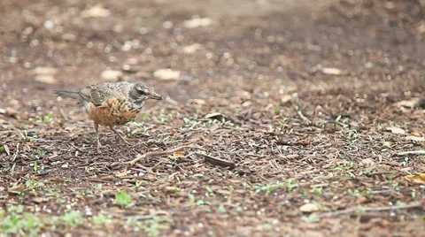 Juvenile robin looking for food Stock Footage 28397644