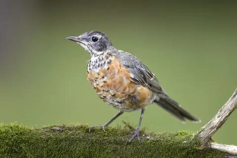 Juvenile robin on a mossy branch. Stock Photos