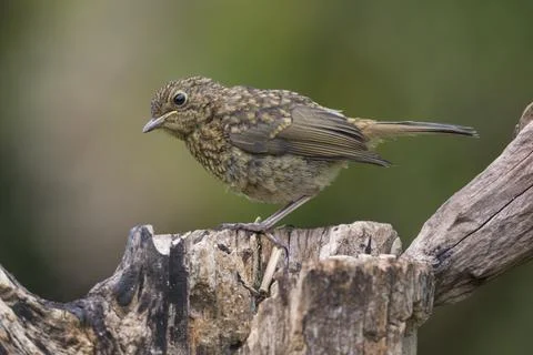 Juvenile Robin Fotos Stock