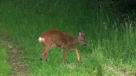 Juvenile roe deer standing by path and scratching Stock Footage 327705844