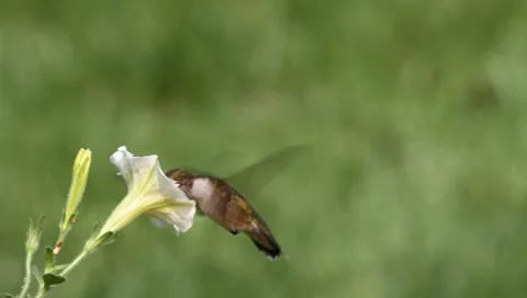 Juvenile Ruby-throated Hummingbird (archilochus colubris) Stock Footage 8653430