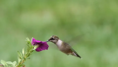 Juvenile Ruby-throated Hummingbird (archilochus colubris) Stock Footage 8653469