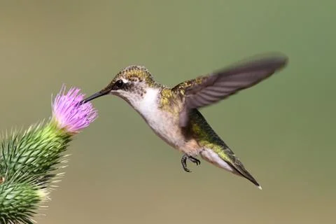 Juvenile ruby-throated hummingbird Stock Photos