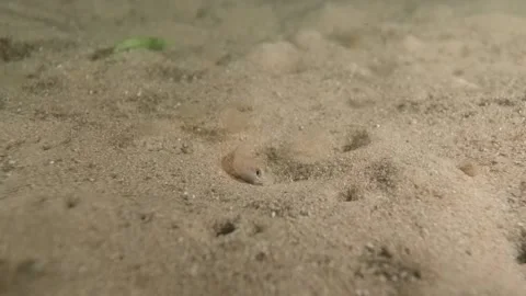Juvenile sand pike Video stock 232979845