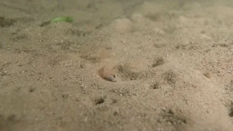 Juvenile sand pike Video stock 232986597