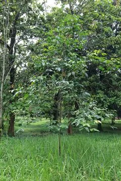 Juvenile Sapling Standing In Open Park Stock Photos