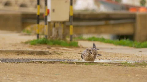 Juvenile seagull cleaning itself in small water puddle Stock Footage 157214237