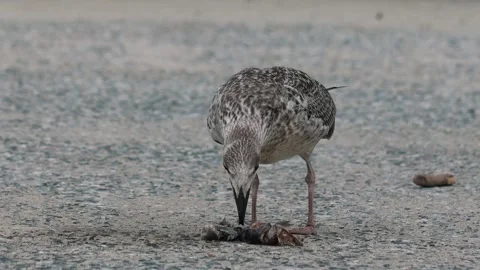 Juvenile Seagull Feeding on Small Fish on Ground Stock Footage 345144503