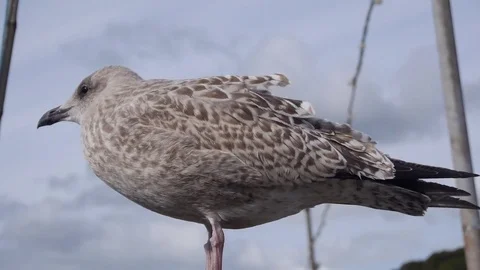 Juvenile seagull Stock Footage 80130979