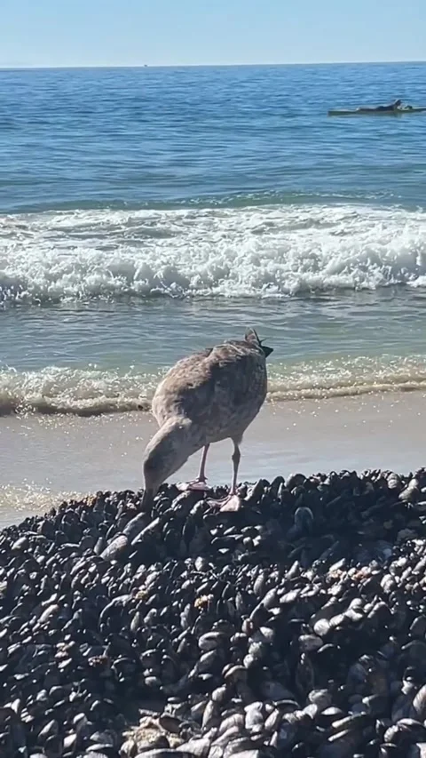 A juvenile seagull standing on a large bed of mussels on a sandy beach by the Vídeos de archivo 334163564