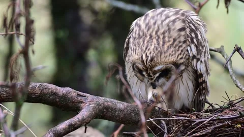 Juvenile Short-eared Owl Preening on Tree Branch in Slow Motion Close up Stock Footage 344862588