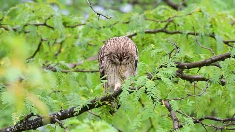 Juvenile Short-eared Owl Preening on Tree Branch in Slow Motion Stock Footage 344862705