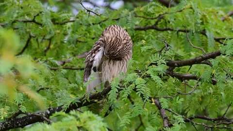 Juvenile Short-eared Owl Preening on Tree Branch in Slow Motion Stock Footage 345124822