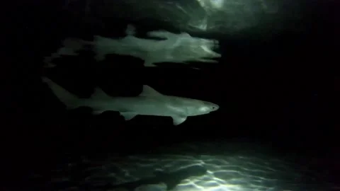 Juvenile Sicklefin Lemon Shark Night Seychelles 4 Stock Footage