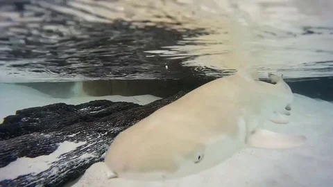 Juvenile Sicklefin Lemon Shark Seychelles 25 Stock Footage