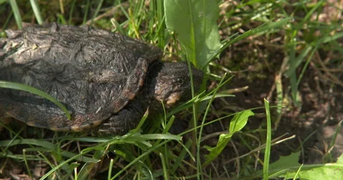 Juvenile Snapping Turtle, Hiding in Grass Stock Footage 235612825
