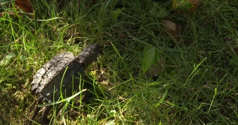 Juvenile Snapping Turtle, Moves Off in Grass Stock Footage 235614999