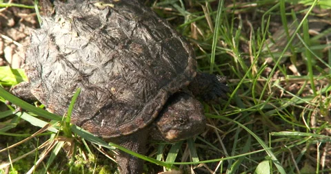 Juvenile Snapping Turtle, Moving Eyes Stock Footage 235612783