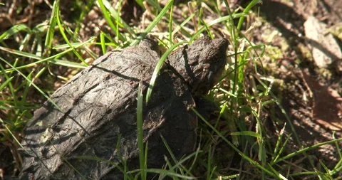 Juvenile Snapping Turtle, Watching Stock Footage 235614038