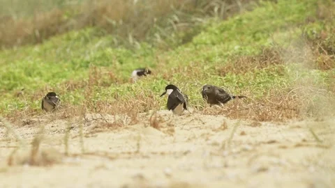 Juvenile Sooty Tern squawks to it’s parent who ignores it on a grassy Stock Footage 150153966