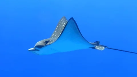 Juvenile spotted eagle ray Marsa Alam, Red Sea Stock Footage 118601633