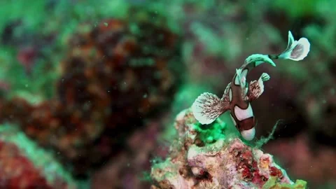 Juvenile spotted sweetlips Stock Footage 201191976