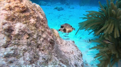 Juvenile Spotted Trunkfish Stock Footage 88176792