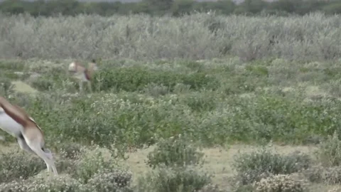 Juvenile springbok pronking toward camera — Part 4 Stock Footage 320809073