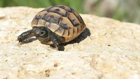 Juvenile of spur-thighed turtle on the rock / Testudo graeca ibera Stock Footage 11148218