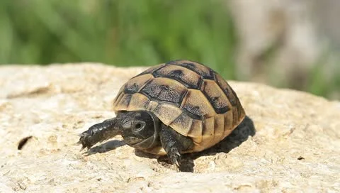Juvenile of spur-thighed turtle on the rock / Testudo graeca ibera Stock Footage 11148240