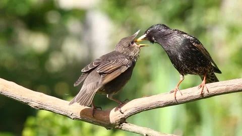 Juvenile Starling feeding, East Sussex, UK Stock Footage