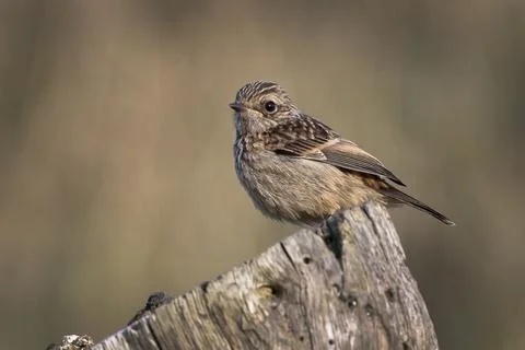 Juvenile Stonechat on the Cornish coastal cliffs 스톡 사진