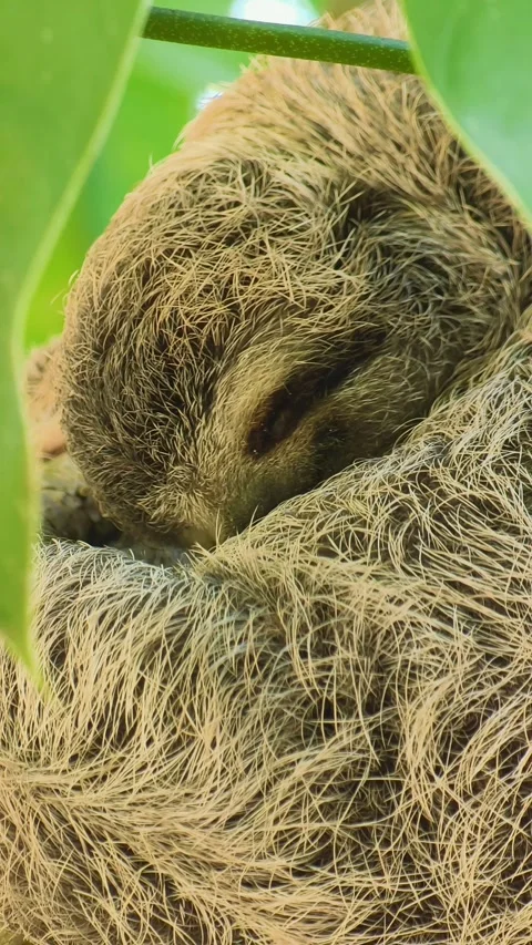 Juvenile Three-Toed Sloth Sleeping and Breathing Vertical 4K Stock Footage 346188767