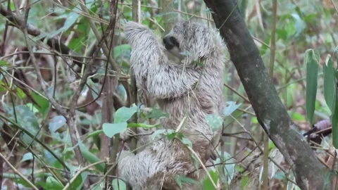 Juvenile Three-Toed Sloth Slowly Climbing Down Tree in Rainforest Video stock 343004058