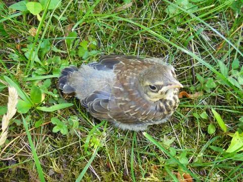 Juvenile thrush fledgling on grass in a temperate meadow, top-down view Stock Photos