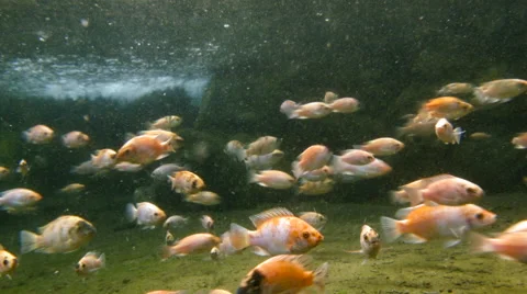 Juvenile Tilapia fish shot underwater in a natural pool Stock Footage