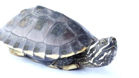 Juvenile Turtle Close-up, Shell Detail, Reptile Photography Stock Footage 311529804