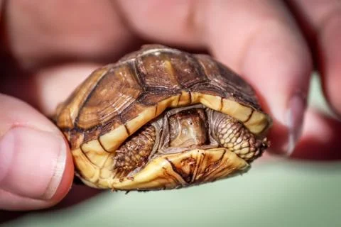 Juvenile Turtle Foto stock