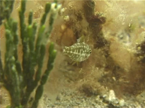 Juvenile Unidentified emperor hovering, Lethrinus sp. Video 13404. Stock Footage 38374621