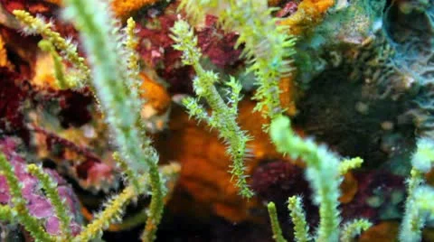 Juvenile unique tropical fish ghost pipefish Stock Footage 10758845