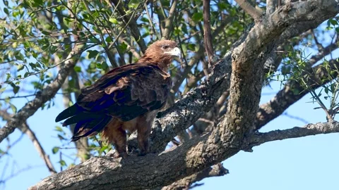 A juvenile Wahlberg's eagle on a tree, It is a species of eagle native to s.. 스톡 동영상 321656678