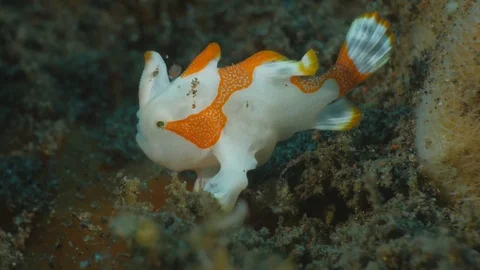 Juvenile Warty Frogfish Stockbeeldmateriaal 83234054