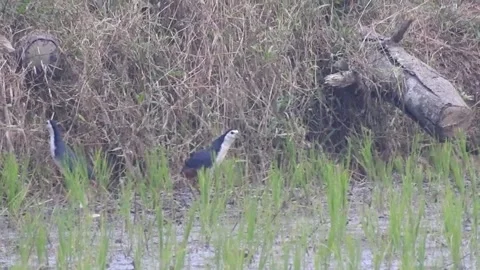 Juvenile Waterhen Emerging from Nest to Forage Stock Footage 308564010