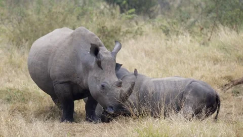 Juvenile white rhino nurses from large grey mom on African savanna Stock Footage 341928957
