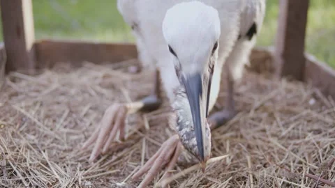 Juvenile white stork Stock-Footage 346443184