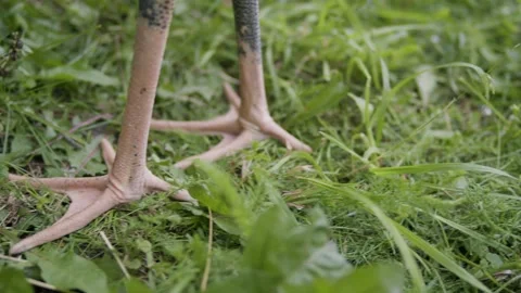 Juvenile white stork Stock-Footage 346443255