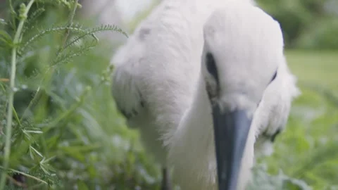 Juvenile white stork Stock-Footage 346443323