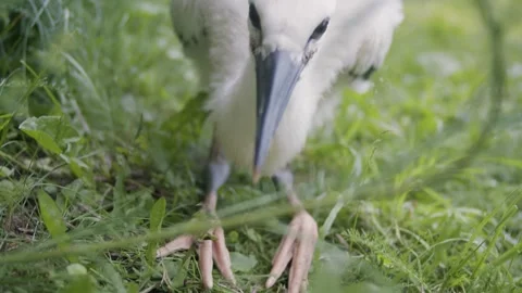 Juvenile white stork Stock-Footage 346443351