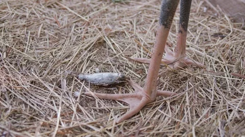 Juvenile white stork Stock-Footage 346443454